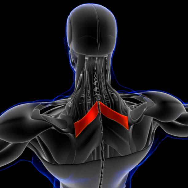 rhomboid anatomía muscular menor para concepto médico ilustración 3d - músculo esplenio cervical fotos fotografías e imágenes de stock