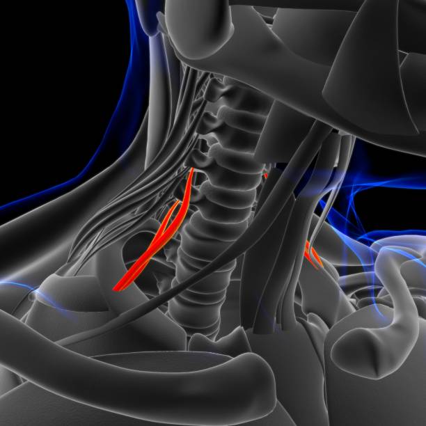 scalenus anatomía muscular anterior para concepto médico ilustración 3d - músculo esplenio cervical fotos fotografías e imágenes de stock