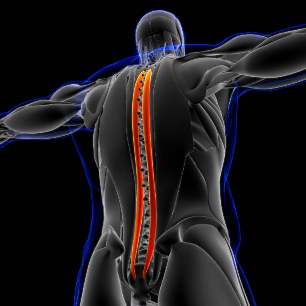 anatomía muscular de spinalis para la ilustración 3d del concepto médico - músculo esplenio cervical fotos fotografías e imágenes de stock