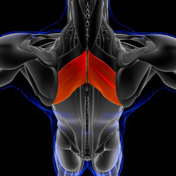 rhomboid mayor anatomía muscular para concepto médico ilustración 3d - músculo esplenio cervical fotos fotografías e imágenes de stock