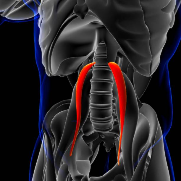 psoas anatomía muscular menor para concepto médico ilustración 3d - músculo esplenio cervical fotos fotografías e imágenes de stock