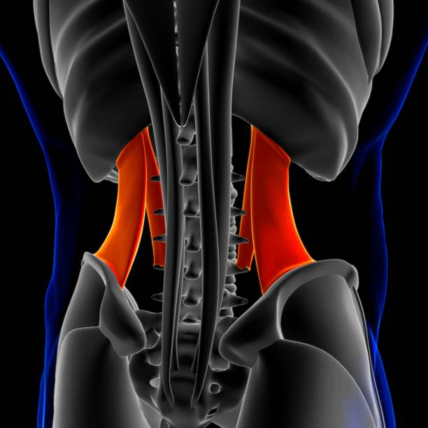 quadratus lumborum anatomía muscular para concepto médico ilustración 3d - músculo esplenio cervical fotos fotografías e imágenes de stock