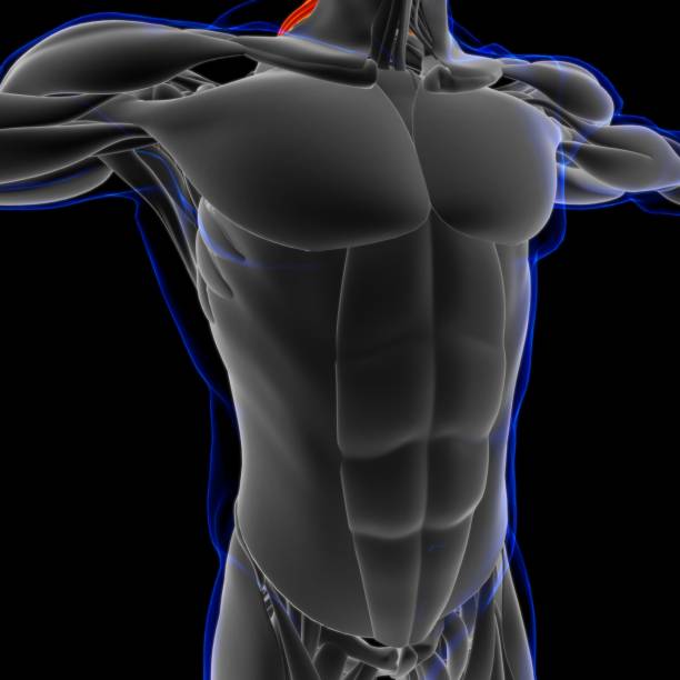 levator scapulae muscle anatomy for medical concept 3d illustration - músculo esplenio cervical fotos fotografías e imágenes de stock
