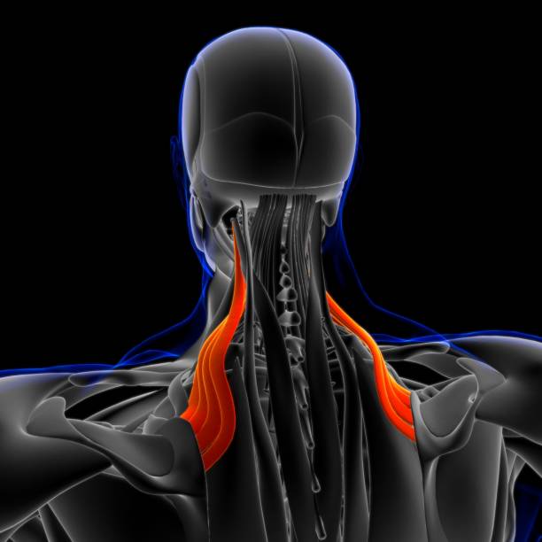 levator scapulae muscle anatomy for medical concept 3d illustration - músculo esplenio cervical fotos fotografías e imágenes de stock