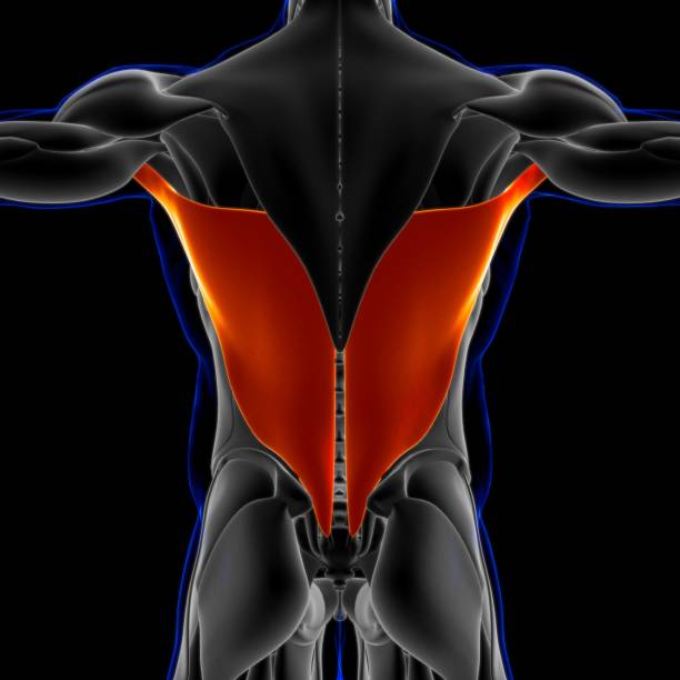 anatomía muscular de latissim para concepto médico ilustración 3d - músculo esplenio cervical fotos fotografías e imágenes de stock