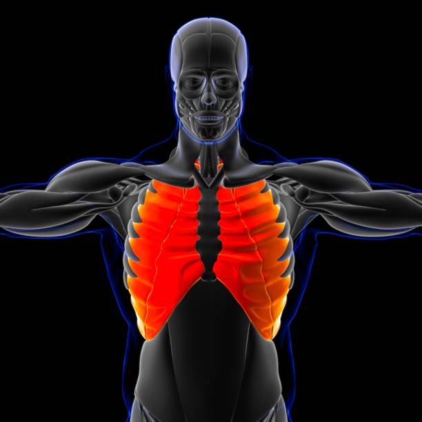 anatomía muscular intercostal para concepto médico ilustración 3d - músculo esplenio cervical fotos fotografías e imágenes de stock