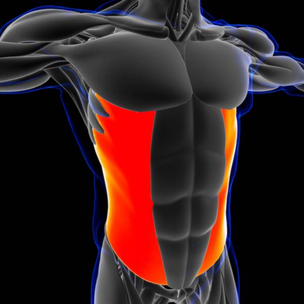abdominal externo oblicuo anatomía muscular para concepto médico ilustración 3d - músculo esplenio cervical fotos fotografías e imágenes de stock
