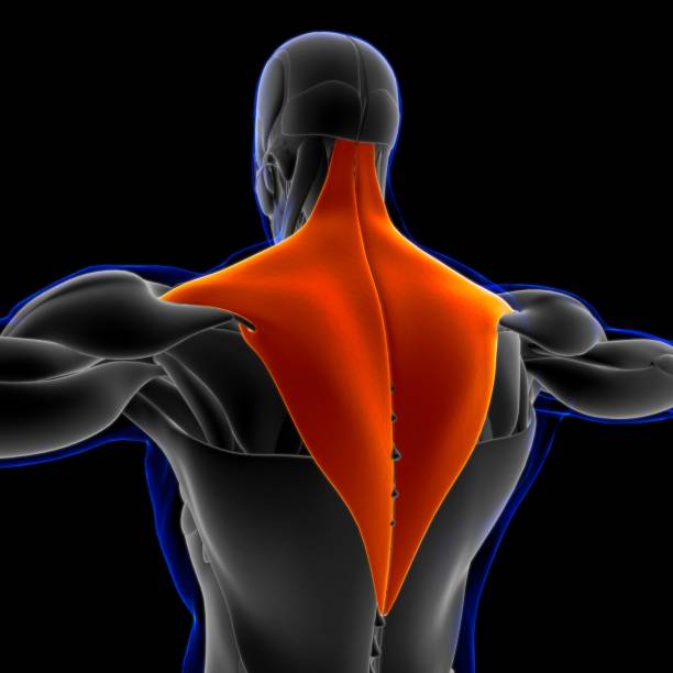 trapezius anatomía muscular para concepto médico ilustración 3d - músculo esplenio cervical fotos fotografías e imágenes de stock
