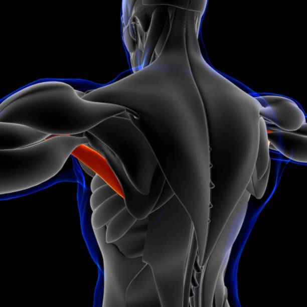 teres major muscle anatomy for medical concept 3d illustration - músculo esplenio cervical fotos fotografías e imágenes de stock