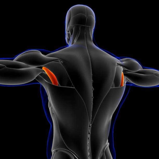 teres minor muscle anatomy for medical concept 3d illustration - músculo esplenio cervical fotos fotografías e imágenes de stock