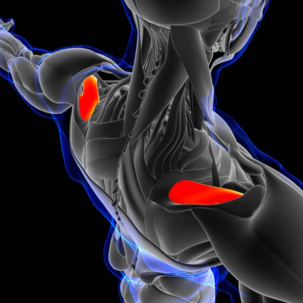 anatomía muscular de supraspinatus para concepto médico ilustración 3d - músculo esplenio cervical fotos fotografías e imágenes de stock