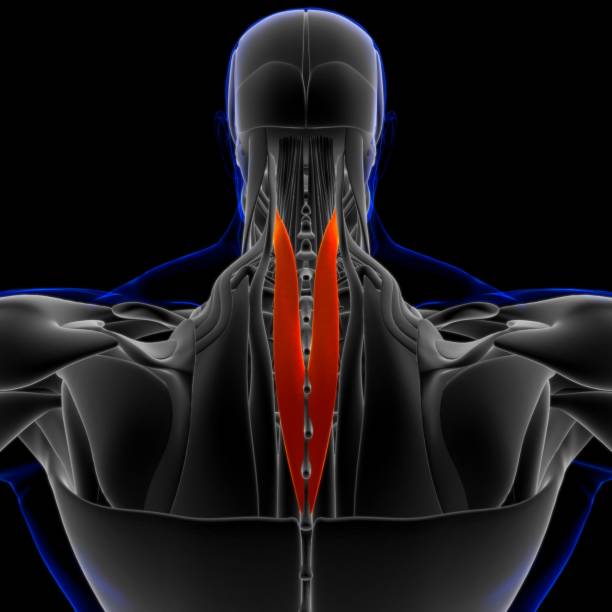 anatomie musculaire de cervicis de splenius pour l’illustration 3d médicale de concept - cervicis photos et images de collection