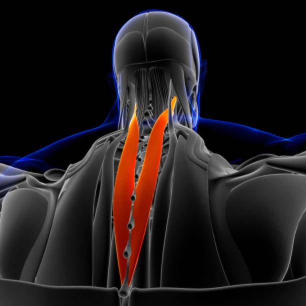 splenius cervicis anatomía muscular para concepto médico ilustración 3d - músculo esplenio cervical fotos fotografías e imágenes de stock