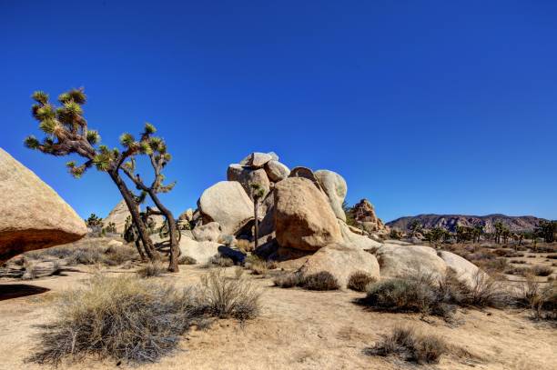 istock Scenery in and around Joshua Tree National Park 1289576107