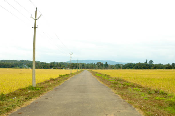 A village road through a paddy field ready to harvest