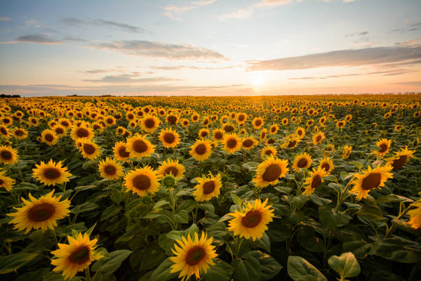 Summer landscape of a field of sunflowers during sunset stock photo