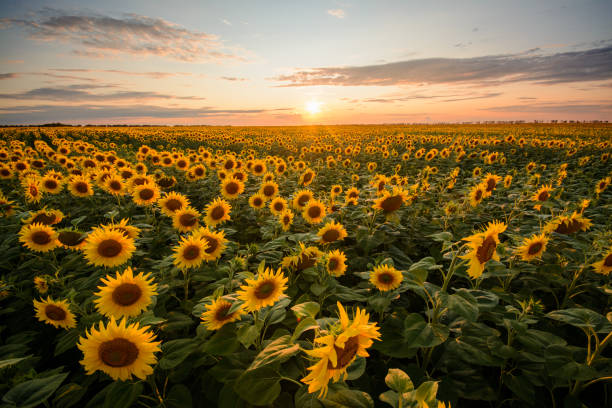 istock Sunflower field and small setting sun on the background 1289576905