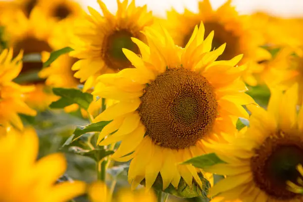 Photo of Close up picture of bright yellow sunflower surrounded by countless other sunflowers in endless field in the countryside