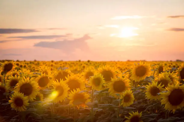 Photo of Beautiful ripe blooming sunflowers against setting sun