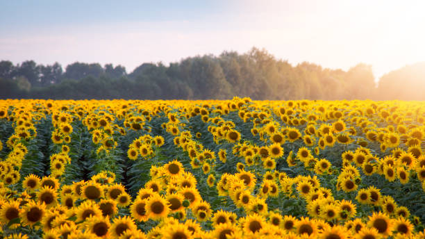 istock Sunflowers in rows with burning sun glow on the background 1289576924