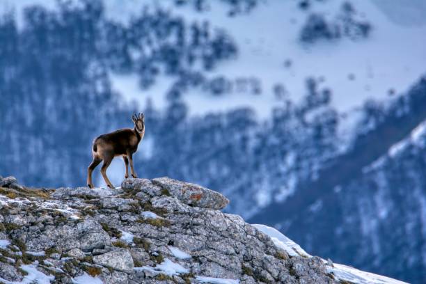 istock Chamois in the snow 1289576938
