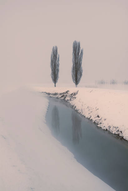 istock Padana plain, snowy landscape with Black Poplar trees 1289578108