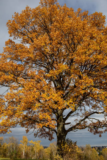 istock Oak tree with golden autumn foliage in sunny  day 1289578111