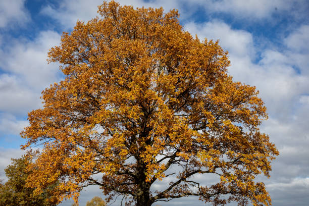 istock Oak tree with golden autumn foliage in sunny  day 1289578124