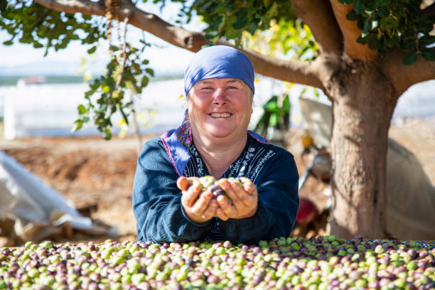 Woman harvesting olives