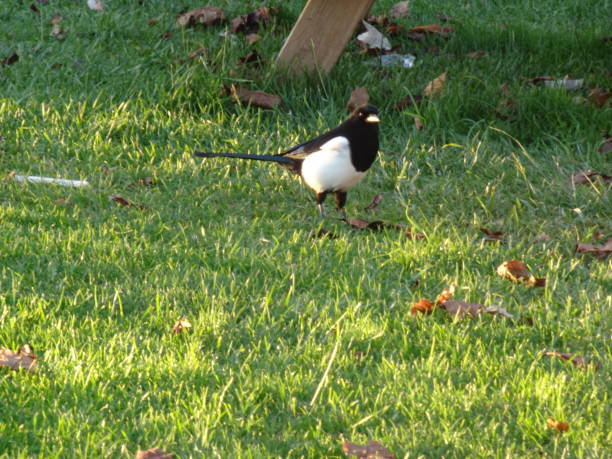 istock pigeon in the park 1289579000