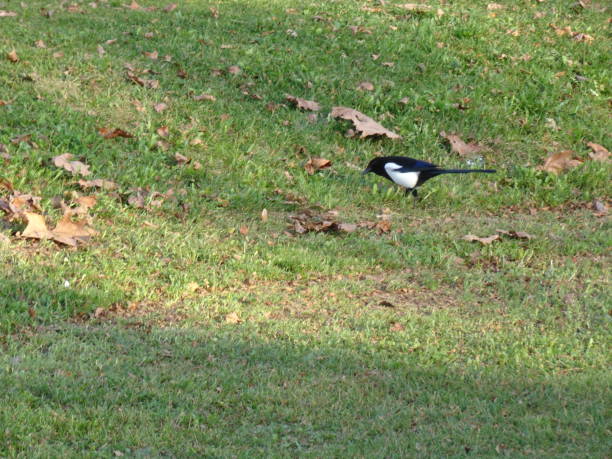 istock pigeon in
the grass 1289579166