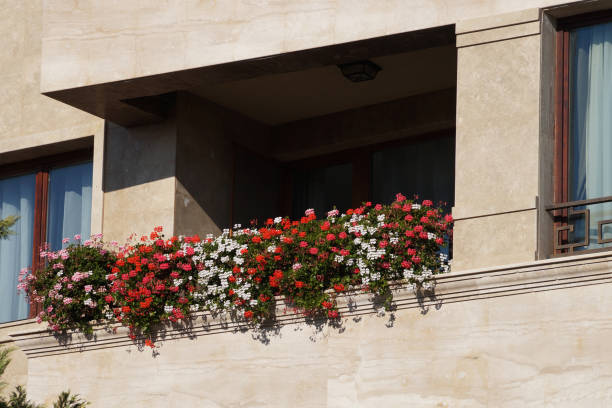 red geranium flowers on the balcony railing close up