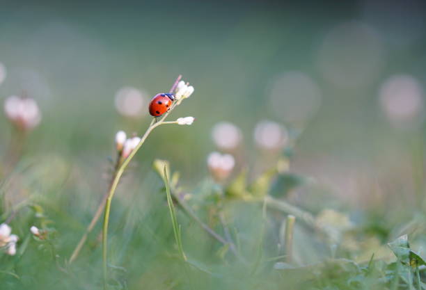 Ladybug sitting on blossom at evening twilight