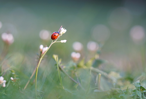 Ladybug sitting on blossom in the evening sun, macro shot of blooming meadow