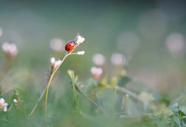 Photo of Ladybug sitting on blossom at evening twilight