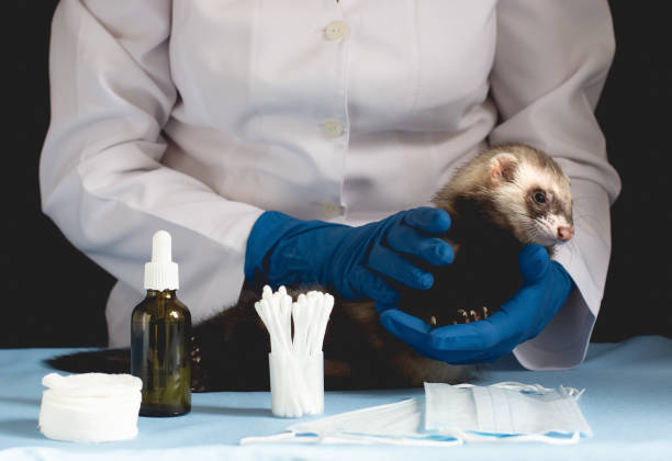 istock Vet Examining the ferret 1289580634
