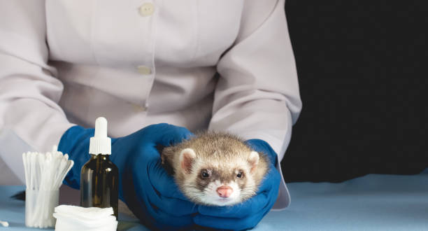 istock Vet Examining the ferret 1289580717