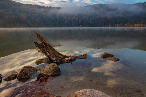 istock Old wood in a lake 1289580802