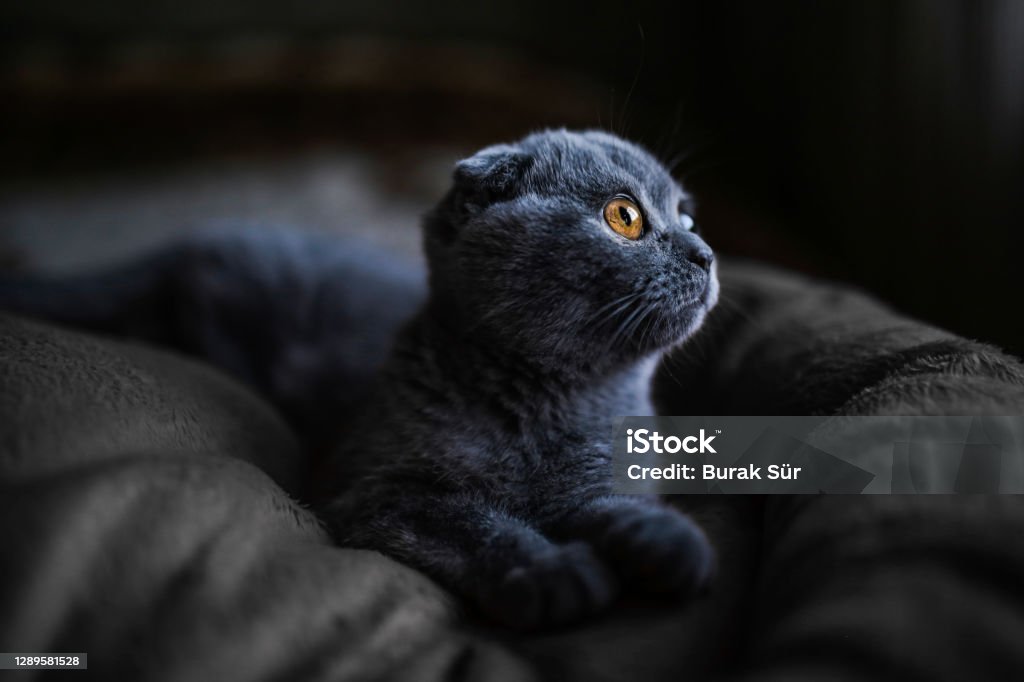 Pets Love, Scottishfold And Gray Cat Scottish Fold Cat Stock Photo