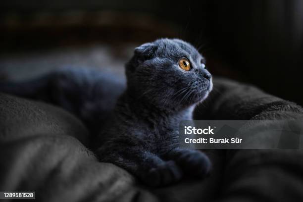 Pets Love Scottishfold And Gray Cat Stock Photo - Download Image Now - Scottish Fold Cat, Domestic Cat, Animal Hair