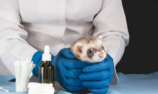istock Vet Examining the ferret 1289581624