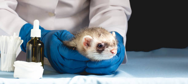 istock Vet Examining the ferret 1289581645
