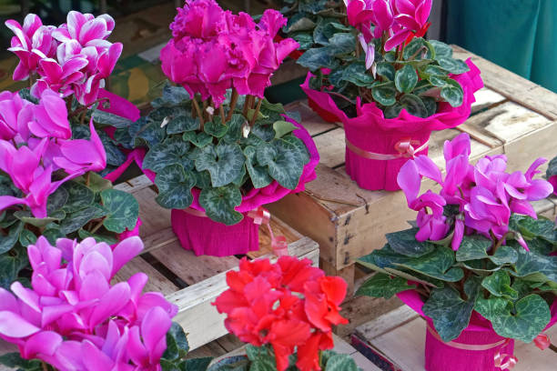istock Purple flower pot gifts 1289581683