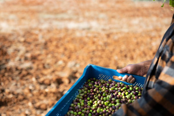 istock Man harvesting olives 1289582691