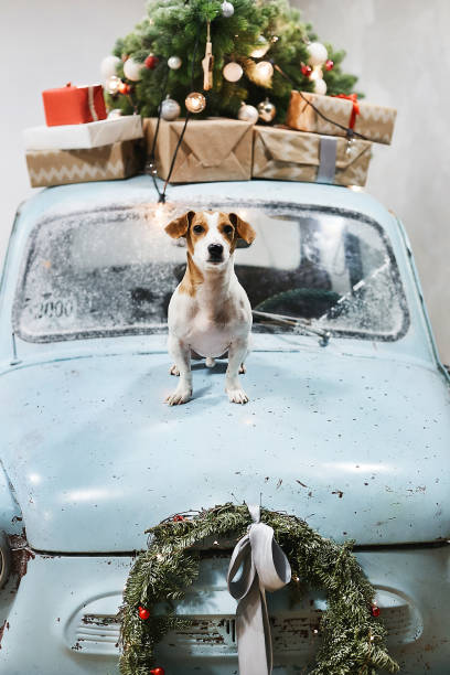o pequeno e bonito cão jack russell terrier senta-se no capô do carro retrô azul com presentes de natal no telhado. carro retrô clássico decorado para as festas de natal e ano novo - hood ornament - fotografias e filmes do acervo