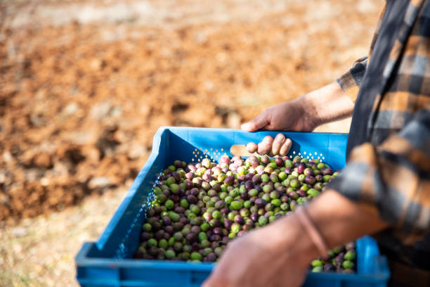 istock Man harvesting olives 1289582823