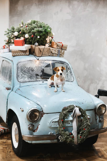 o pequeno cão jack russell terrier senta-se no capô do carro retrô azul com presentes no telhado, decorado para as festas de natal e ano novo - hood ornament - fotografias e filmes do acervo
