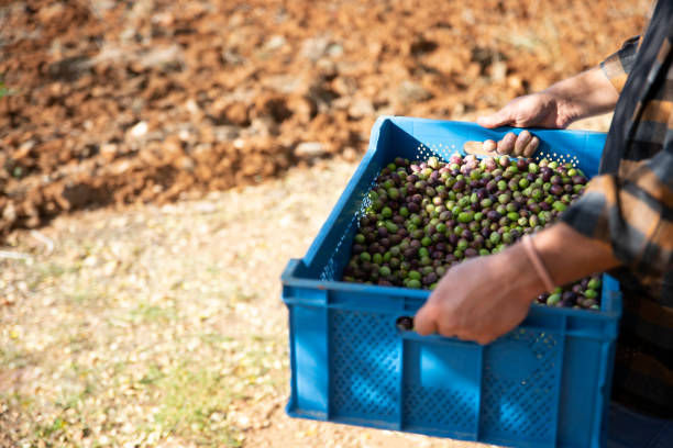 istock Man harvesting olives 1289582882