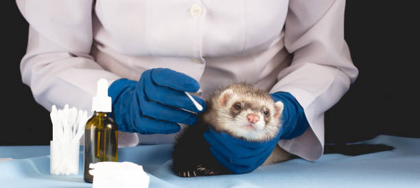 istock Vet Examining the ferret 1289582896