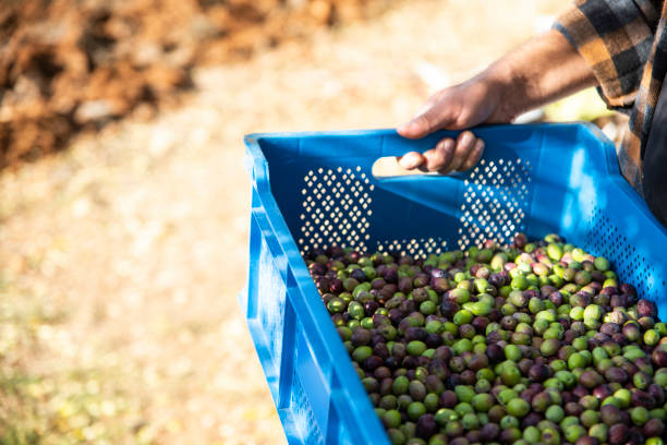 istock Man harvesting olives 1289582909